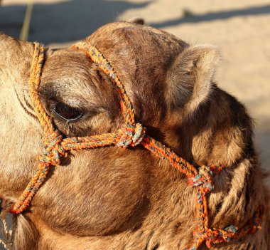 Deve, Hindistan, Rajasthan 'daki Thar Çölü' nde turist beklerken yüzünü dön. Develer, Camelus dromedarius, sırtlarında turist taşıyan büyük çöl hayvanlarıdır..