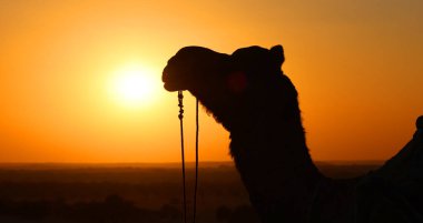 Gün batımında Thar Çölü 'nde deve silueti Jaisalmer. Rajasthan. Hindistan
