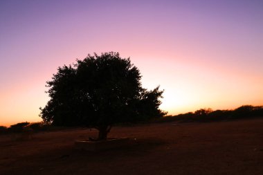 Hindistan, Rajasthan 'da Thar çölünde gün batımı