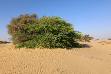 Hindistan, Rajasthan 'daki Thar çölünde akşam.