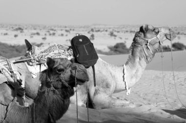 Develer, Hindistan, Rajasthan 'daki Thar Çölü' nde deve sürüşü için turistleri beklerken yüzünüzü dönün. Develer, Camelus dromedarius, sırtlarında turist taşıyan büyük çöl hayvanlarıdır.. 