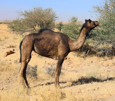 Deve, Hindistan, Rajasthan 'daki Thar Çölü' nde turist beklerken yüzünü dön. Develer, Camelus dromedarius, sırtlarında turist taşıyan büyük çöl hayvanlarıdır..  