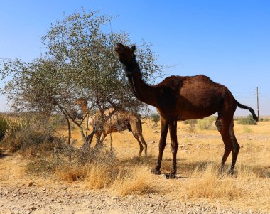 Develer, Hindistan, Rajasthan 'daki Thar Çölü' nde deve sürüşü için turistleri beklerken yüzünüzü dönün. Develer, Camelus dromedarius, sırtlarında turist taşıyan büyük çöl hayvanlarıdır.. 
