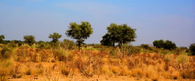 Hindistan, Rajasthan 'daki Thar çölünde akşam.