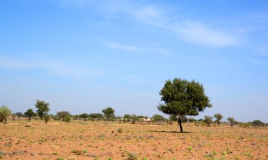 Hindistan, Rajasthan 'daki Thar çölünde akşam.