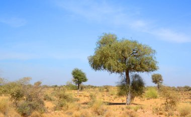 Hindistan, Rajasthan 'daki Thar çölünde akşam.