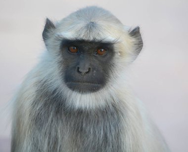 Hanuman langurları ve Hanuman maymunları olarak da bilinen gri langurlar, Semnopithecus cinsini oluşturan Hint alt kıtasına özgü Eski Dünya maymunlarıdır..