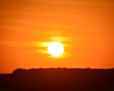 Jaisalmer, Rajasthan, Hindistan 'da gün batımında çöl.