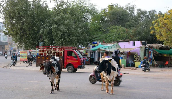 Bikaner Rajasthan India 2023 Koeien Lopen Straat Hoofdweg Met Verkeer — Stockfoto