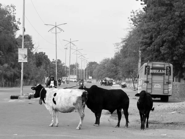 Bikaner Rajasthan India 2023年 交通量の多い通りや主要道路を歩く牛 — ストック写真