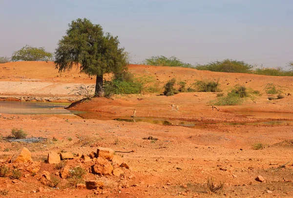 Hindistan, Rajasthan 'da bir çöl. Güneşli bir günde mavi gökyüzünün altında kum çölü 