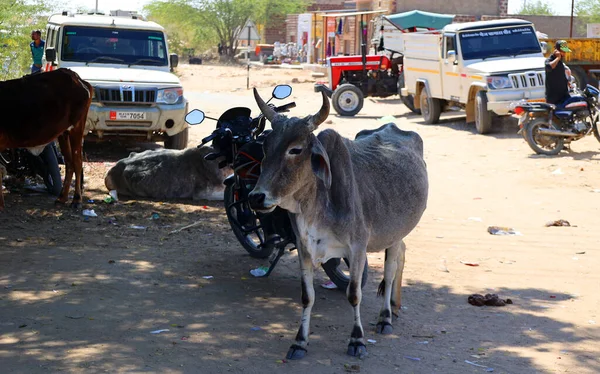 Bikaner Rajasthan India 2023 Vacas Caminando Calle Carretera Principal Con — Foto de Stock