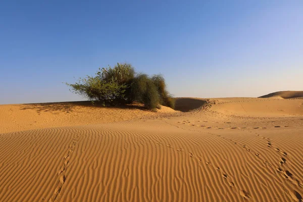 Tarde Desierto Thar Rajasthan India — Foto de Stock