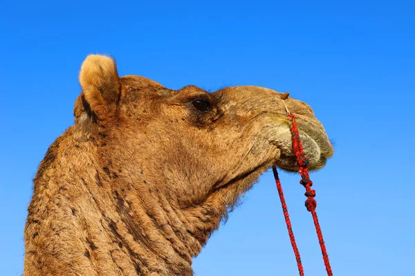 Camel Visage Attendant Les Touristes Pour Une Promenade Dos Chameau — Photo