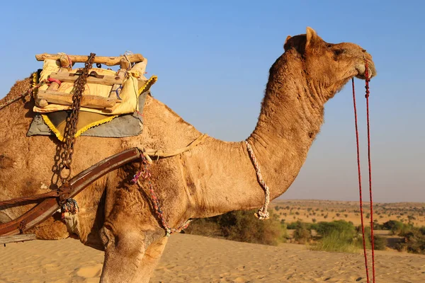 卡梅尔 在印度拉贾斯坦邦塔尔沙漠等待游客骑骆驼时面容 Camelus Dromedarius 是一种大型沙漠动物 背负着游客 — 图库照片