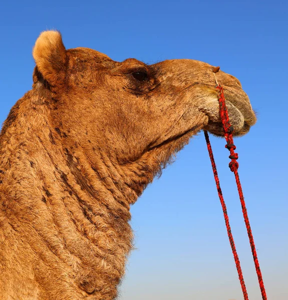 ラクダ 顔をしながら サール砂漠 ラジャスタン州 インドでラクダに乗るための観光客を待っている ラクダ カメラスドロメダリウスは 背中に観光客を運ぶ大規模な砂漠の動物です — ストック写真