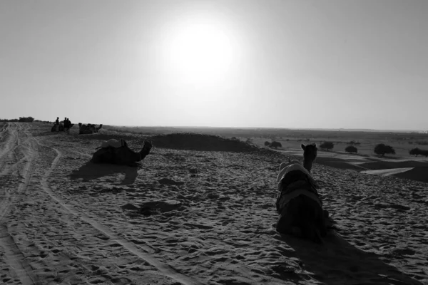 Pôr Sol Deserto Thar Rajasthan Índia — Fotografia de Stock