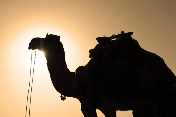 Silueta Camello Desierto Thar Atardecer Jaisalmer Rajastán India —  Fotos de Stock