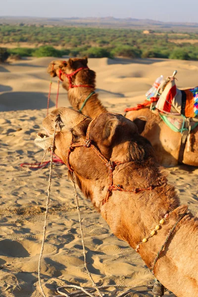 Верблюды Лицом Ожидании Туристов Верблюжьей Езды Пустыне Тар Раджастан Индия — стоковое фото