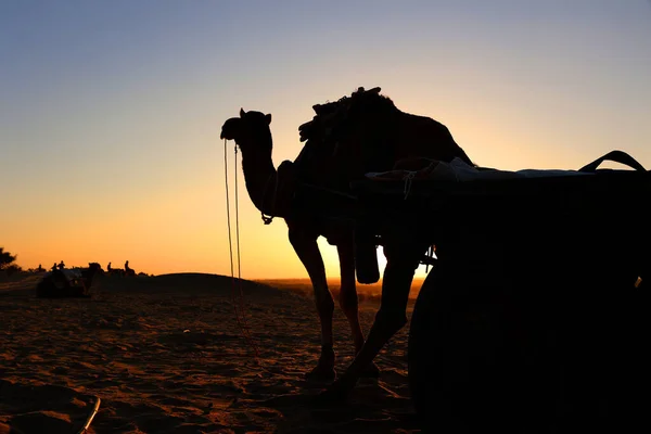 日落时分在塔尔沙漠中的骆驼轮廓 贾萨默 拉贾斯坦邦印度 — 图库照片