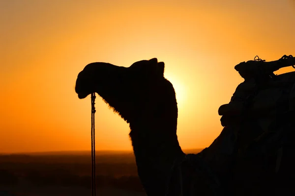 日落时分在塔尔沙漠中的骆驼轮廓 贾萨默 拉贾斯坦邦印度 — 图库照片