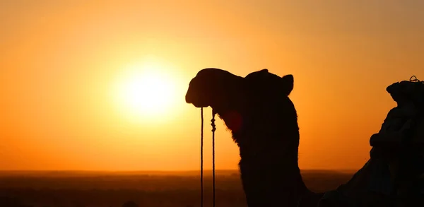 日没Jisalmerでタール砂漠のラクダのシルエット ラジャスタンだ インド — ストック写真