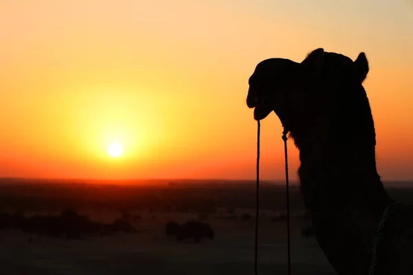 Teve Sziluett Thar Sivatagban Naplementekor Jaisalmer Rajasthan Vagyok India — Stock Fotó