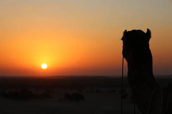 Kamelsilhouette Der Thar Wüste Bei Sonnenuntergang Jaisalmer Rajasthan Indien — Stockfoto