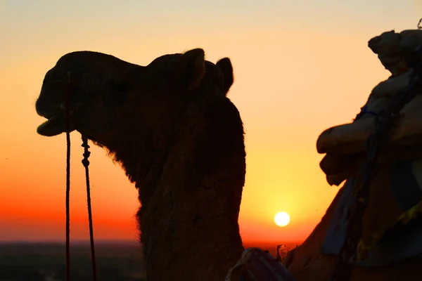 Верблюжий Силуэт Пустыне Тар Закате Джайсалмер Раджастхан Индия — стоковое фото