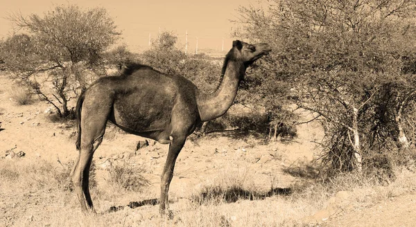Kamel Gesicht Beim Warten Auf Touristen Für Kamelritt Der Wüste — Stockfoto
