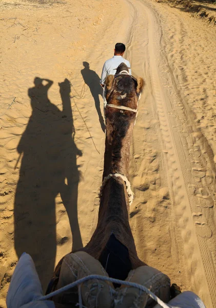 Wielbłąd Twarz Czekając Turystów Wielbłądzie Przejażdżki Pustyni Thar Rajasthan Indie — Zdjęcie stockowe