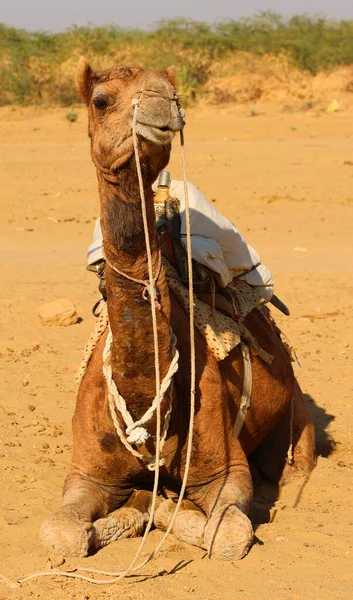 Верблюд Лицо Время Ожидания Туристов Верблюжьей Езды Пустыне Тар Раджастан — стоковое фото