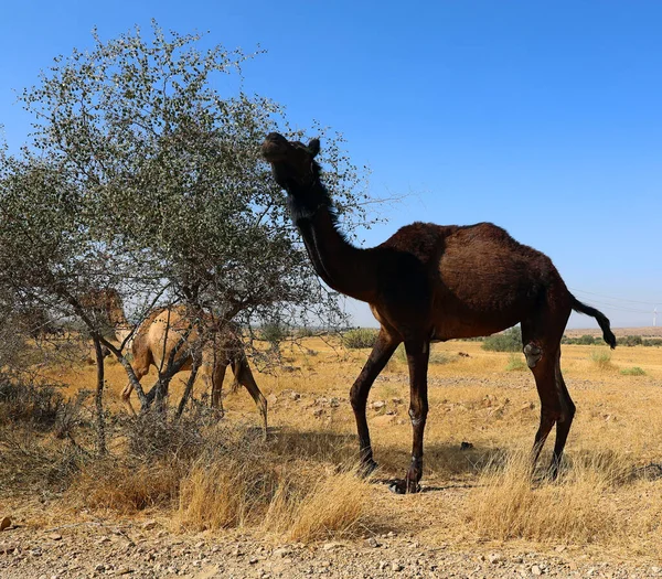 낙타들은 라자스탄의 사막에서 관광객들을 기다리고 Camelus Dromedarius 관광객 을등에 다니는 — 스톡 사진