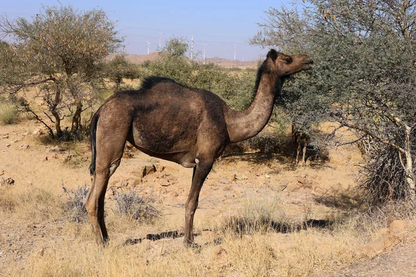 Kamel Gesicht Beim Warten Auf Touristen Für Kamelritt Der Wüste — Stockfoto