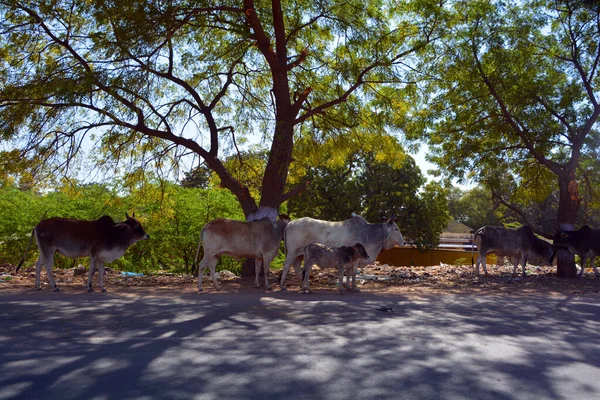 Indian cows in the street. Cow is a sacred animal in India. Jasialmer, Rajasthan, India