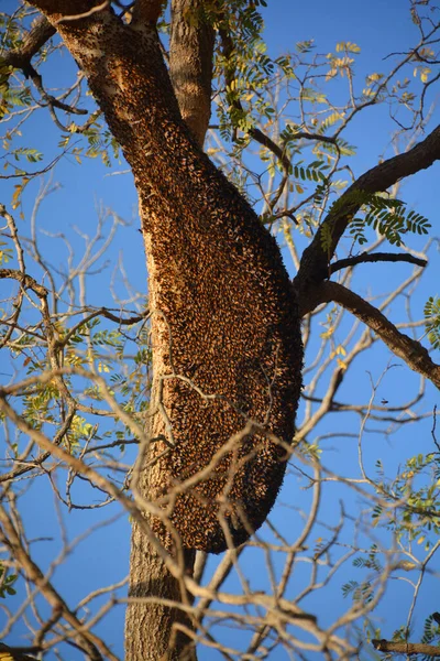 Honey Bee Hive Hanging Tree Branch Shot Delhi India — Stock Photo, Image