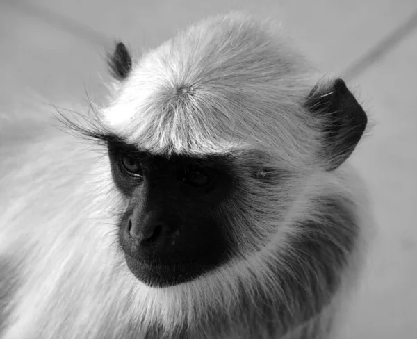 Szare Langury Zwane Również Langurami Hanumańskimi Małpami Hanumańskimi Małpami Starego — Zdjęcie stockowe