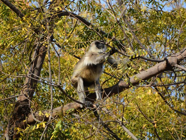 Gray Langurs Που Ονομάζεται Επίσης Hanuman Langurs Και Hanuman Πιθήκους — Φωτογραφία Αρχείου