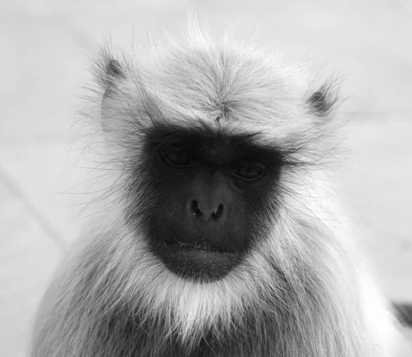 Languri Grigi Chiamati Anche Languri Hanuman Scimmie Hanuman Sono Scimmie — Foto Stock