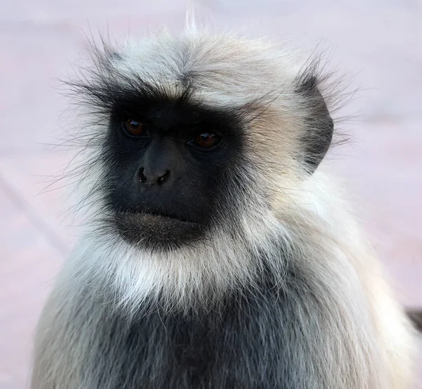 Gray Langurs 하누만 원숭이 Hanuman Langurs 하누만 원숭이 Hanuman Monkey — 스톡 사진