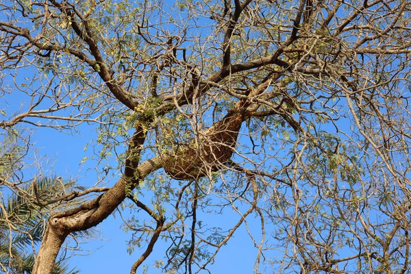 Мед Бджола Вулик Звисає Гілки Дерева Делі Штат Індія — стокове фото