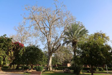 Jodhpur yakınlarında Hindistan 'da Rajasthan manzarası