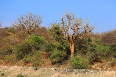 Jodhpur yakınlarında Hindistan 'da Rajasthan manzarası
