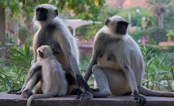 Graue Languren Auch Hanumanlangur Und Hanumanaffe Genannt Sind Affen Der — Stockfoto