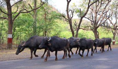 RURAL RAJASTHAN INDIA - 02: 15 2023: yol boyunca yürüyen bir su bufalosu sürüsü.