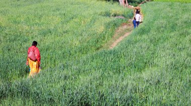 RURAL RAJASTHAN Hindistan - 02: 15 2023: Buğday tarlasında yürüyen insanlar