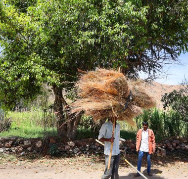 RURAL RAJASTHAN Hindistan - 02: 15 2023 Sığırları için yiyecek taşıyan çiftçi