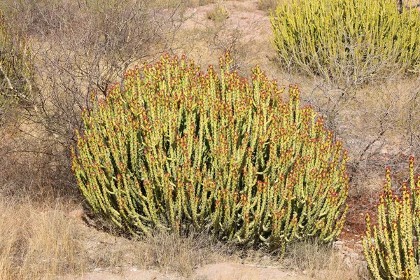 Euphorbia Caducifolia Una Especie Subtropical Suculenta Planta Con Flores Perteneciente — Foto de Stock