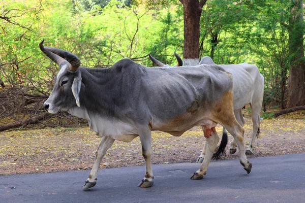 Bulls Walks Road Indian Cow Street Cow Sacred Animal India — Stock Photo, Image