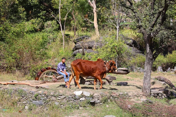 Rural Rajasthan India 2023 Water Fetching Well Bulls Irrigate Crops — 图库照片